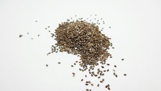 Chia sjemenke