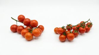 Cherry rajčica